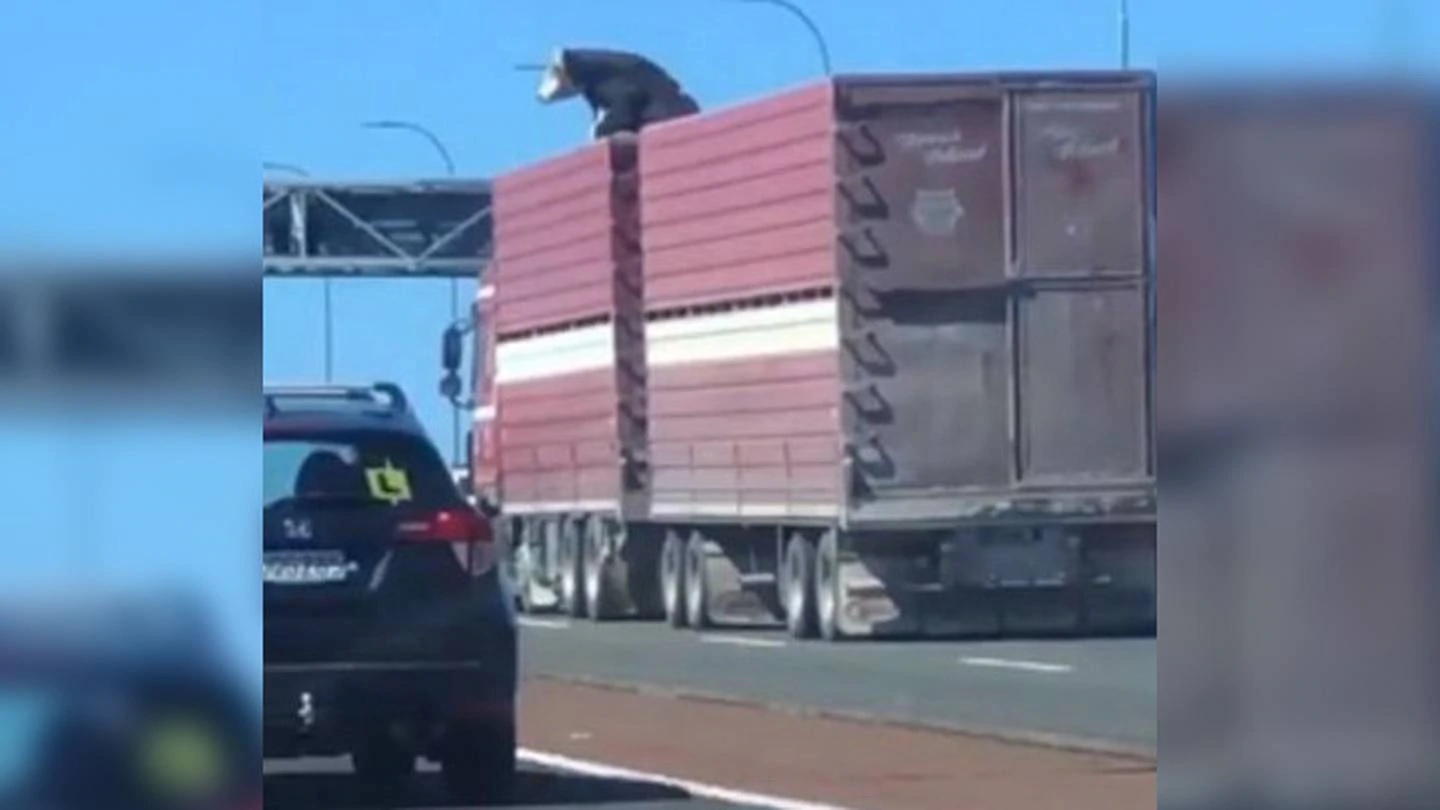 Cattle beast spotted poking out of truck on Auckland motorway. Image / Tik Tok screenshot @kalseyjay