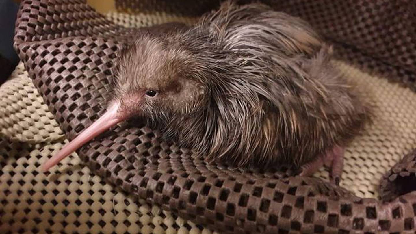 DoC is asking dog owners to keep their pets under control in areas where there may be kiwi. Photo / Supplied