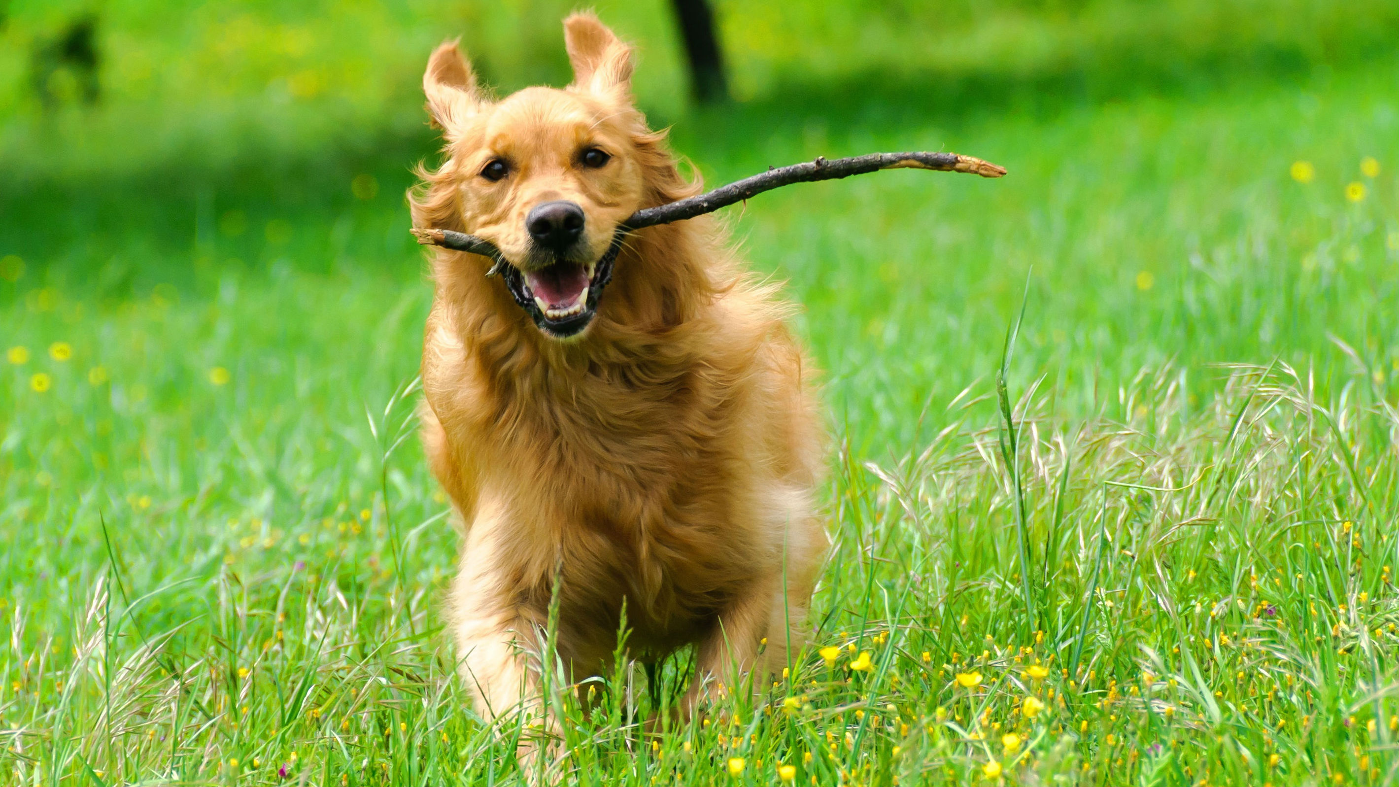 Renters with pets feel unfairly rejected despite legislation changes