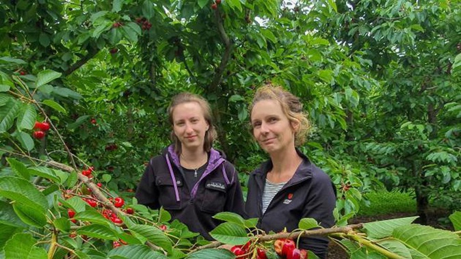 Panmure Orchards packhouse manager Jacqui Beer (left) and orchard owner Bridget Hiscock with a branch of completely split Skeena variety cherries. Photo / Otago Daily Times