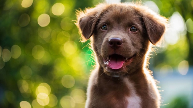 Labrador Retriever is the most popular registered dog breed in New Zealand.