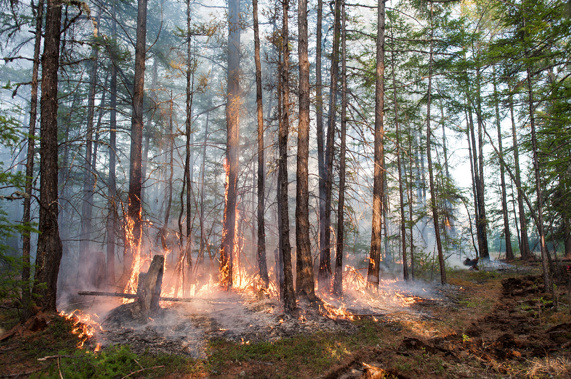 A forest fire, seen here in June 2020, burns in Russia's Sakha Republic. (Photo / Getty)