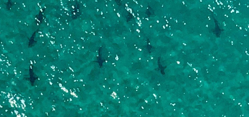 Whitianga resident Philip Hart said the sharks tend to come out en masse around this time of year. (Photo / Philip Hart)
