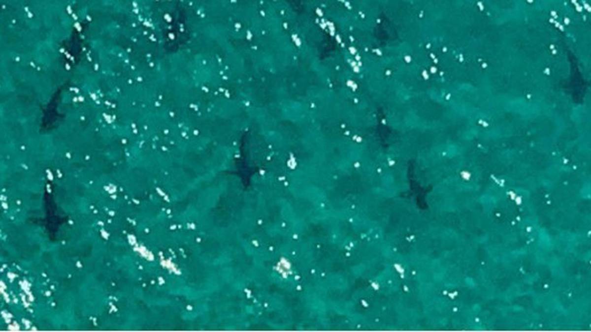 Dozens of bronze whalers and hammerheads were spotted from the air off Matarangi Beach. (Photo / Philip Hart)