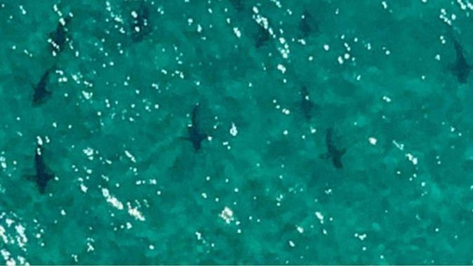 Dozens of bronze whalers and hammerheads were spotted from the air off Matarangi Beach. (Photo / Philip Hart)