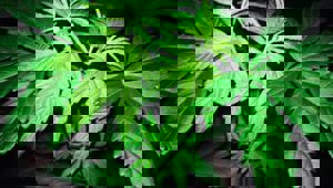 Mike's Minute: Media bias exposed in cannabis referendum coverage