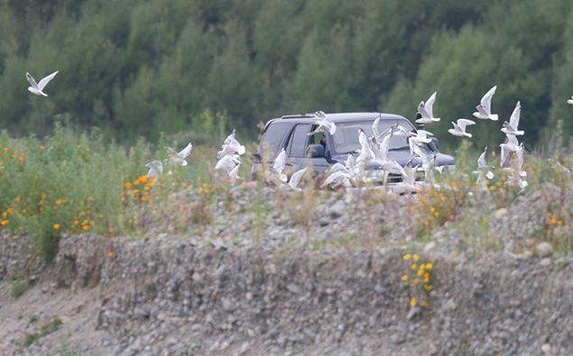 Birds flee 4x4 vehicle on Ashley Rakahuri. Photo / Supplied