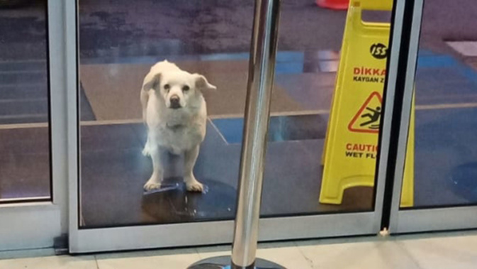 When Cemal Senturk was transferred to Medical Park Hospital, his dog, Boncuk, escaped and followed him to the hospital, where she waited each day. (Photo / Supplied)