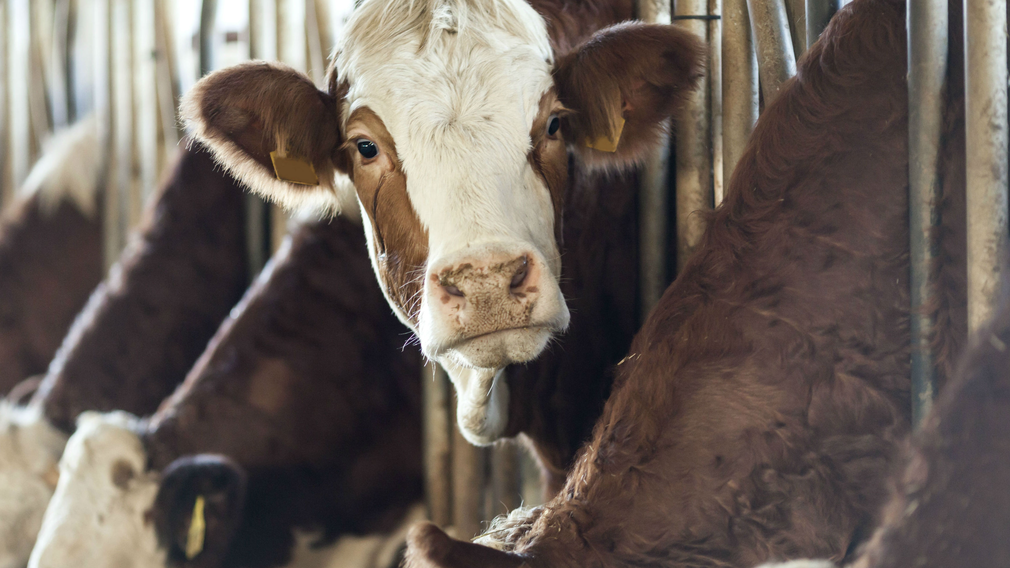 Farmer confidence up in new survey - but concerns remain 