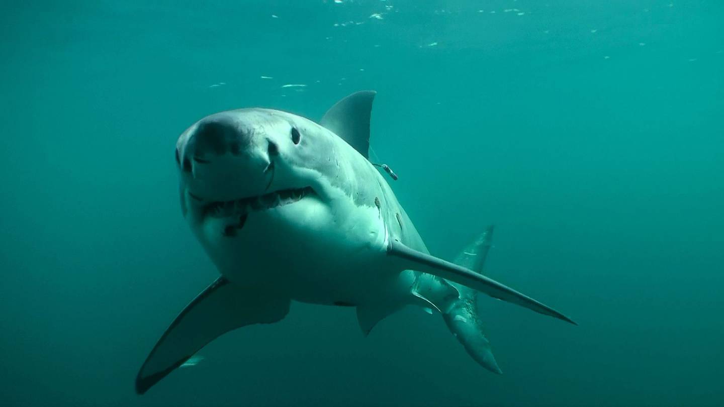 There had been several confirmed and unconfirmed sightings of great white sharks in the Tauranga Harbour recently. Photo / File