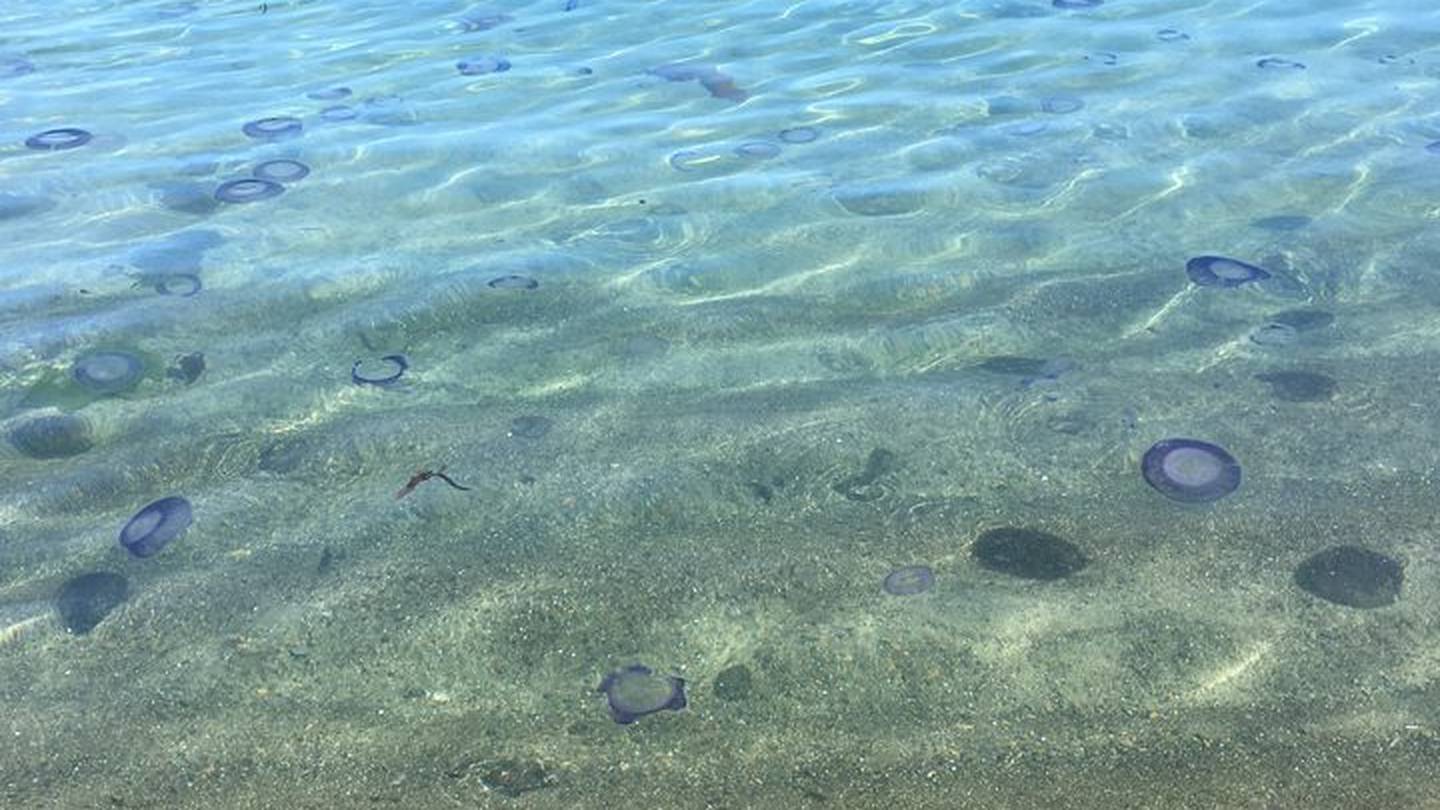 Children and people with allergies may be especially affected by jellyfish stings. File photo / Caitlin Cherry, RNZ