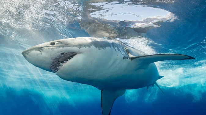 Two sharks, believed to be Great Whites, have been seen in Auckland's Hauraki Gulf this morning. Photo / Getty Images
