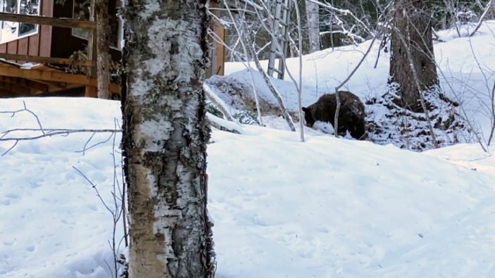 This Feb. 14, 2021 photo provided by Julia Heinz shows a bear seen near where Alaska resident Shannon Stevens was bit from underneath a day before while in an outhouse northwest of Haines, Alaska. 