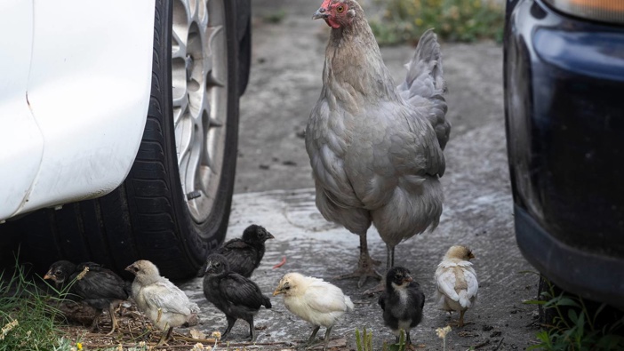 Feral chickens in Glen Eden, Auckland have upset a local neighbour. (Photo / NZ Herald)
