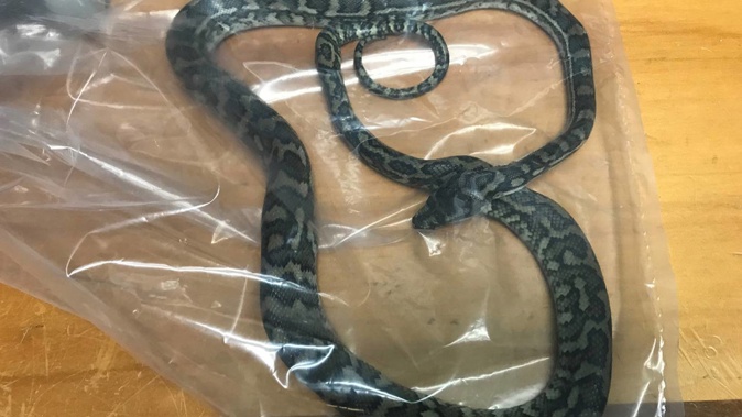 A snake found on a construction site in Papakura was taken taken by Ministry of Primary Industries for further investigation. Photo / Supplied