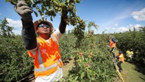 Judith Collins wants more to be done to fix fruit picking shortage