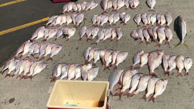 Some of the 99 snapper caught on a boat at Kawakawa Bay. The boat has been seized and the three men on board face prosecution. Photo / Supplied