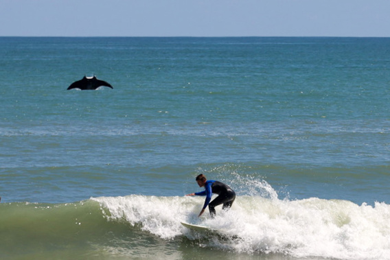 Rusty Escandell says he noticed a little splash while taking pictures of surfers in Satellite Beach, Florida, but he didn't know that a huge manta ray had jumped out of the water until he looked at the photos at home. (Photo / Rusty Escandell via CNN)