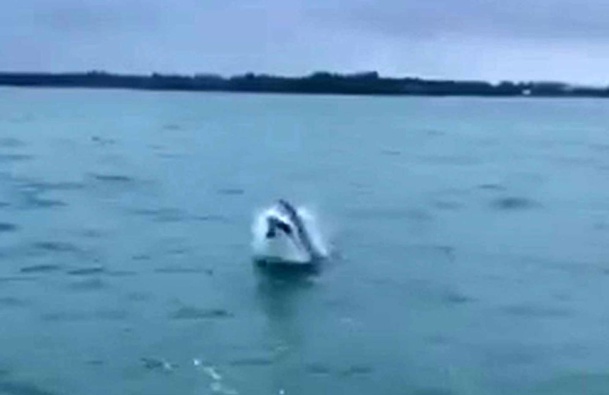 A Great White shark was spotted leaping from the water near Bowentown. Photo / Supplied
