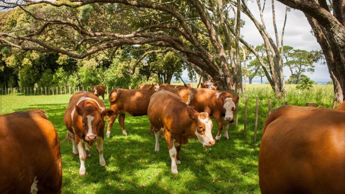 Cows at Cornwall Park will soon be shipped to Mongolia as part of a breeding programme for farmers there. (Photo / Cornwall Park)