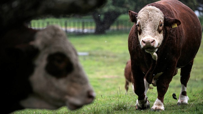 (Photo / Alex Burton)