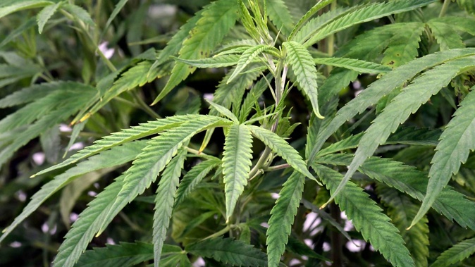 New York has become the second-most populous state, after California, to legalise recreational marijuana. Photo / AP