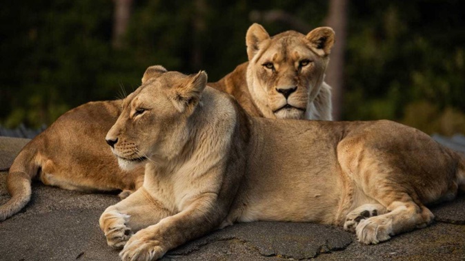 Djane and Zahra were euthanised today at the age of 19. Photo / Wellington Zoo