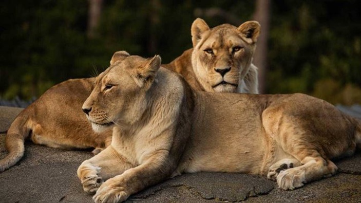 Djane and Zahra were euthanised today at the age of 19. Photo / Wellington Zoo