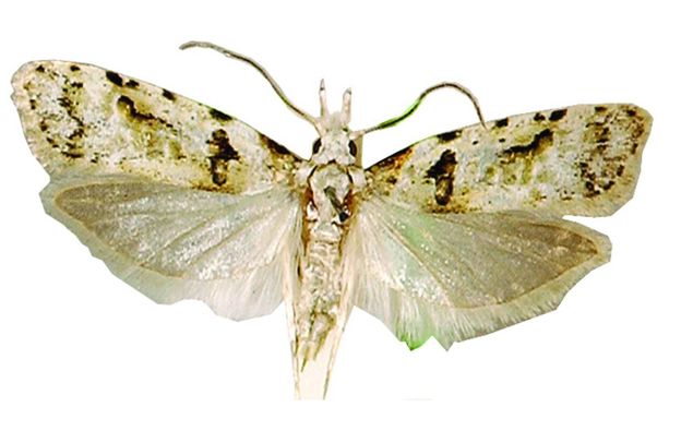 Adult Guava Moth