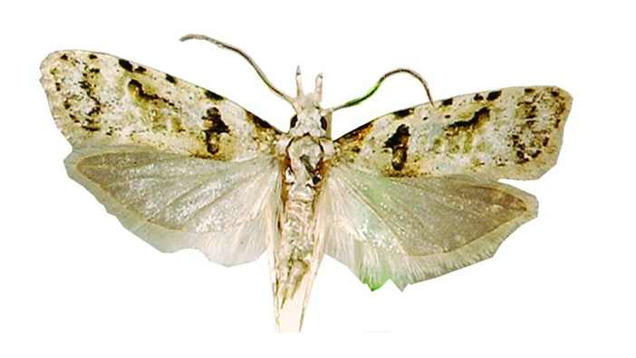 Adult Guava Moth