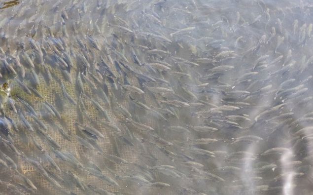 King salmon circling a storage tank. (Photo / NZ Herald)