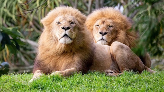 Auckland Zoo made the decision to euthanise elderly male lions Zulu and Malik. Photo / Supplied