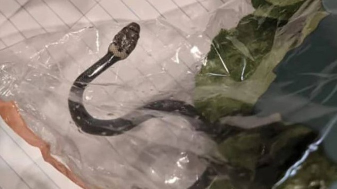 The snake's venom is said to be dangerous to humans. Photo / Facebook