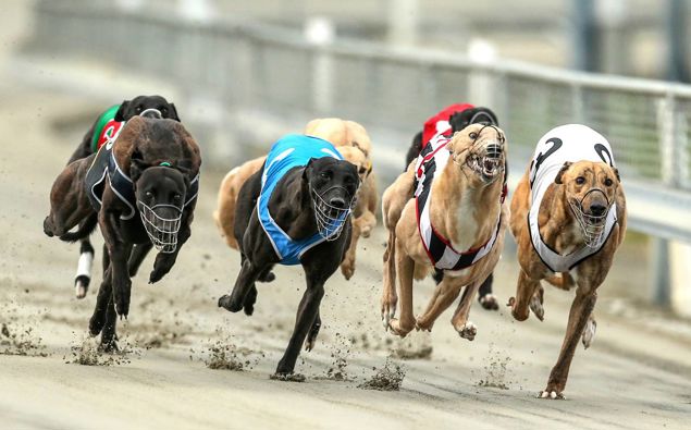 Greyhound racing at Addington last year. Photo / Photosport