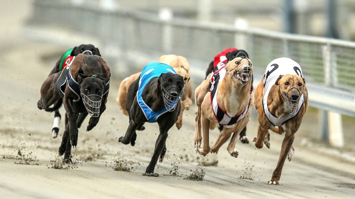 Greyhound racing at Addington. Photo / Photosport