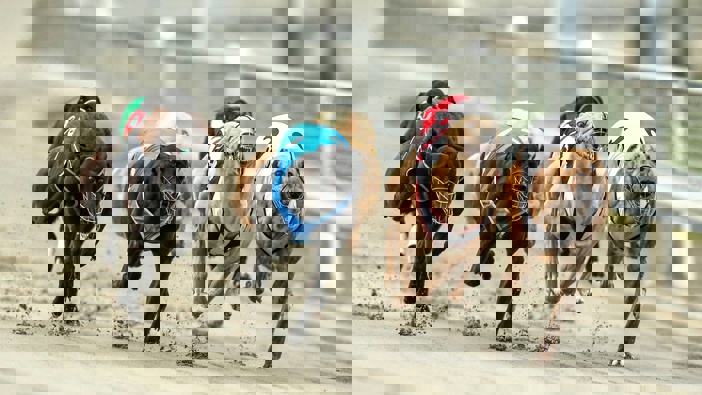 Photo / Photosport