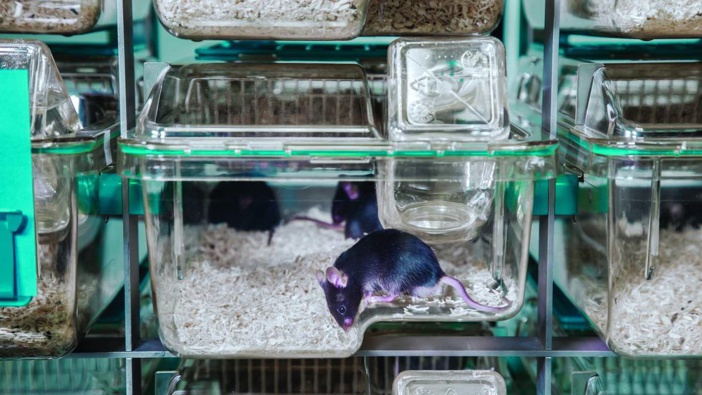 Mice bred for research, testing and teaching. Photo / Techniplast, File