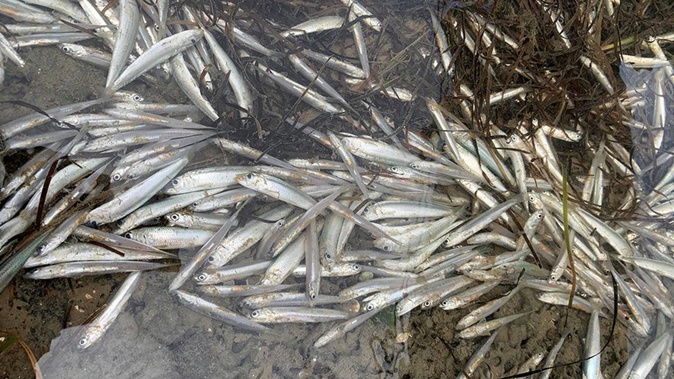 Thousands of fish have been found dead along Auckland's Beachlands coastline, leaving a strong stench and worrying locals. (Photo / NZ Herald)