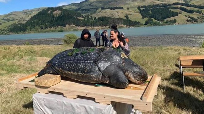The 350kg endangered leatherback turtle was returned to Te Rūnanga o Koukourarata late last year. (Photo / Te Rūnanga o Koukourarata)