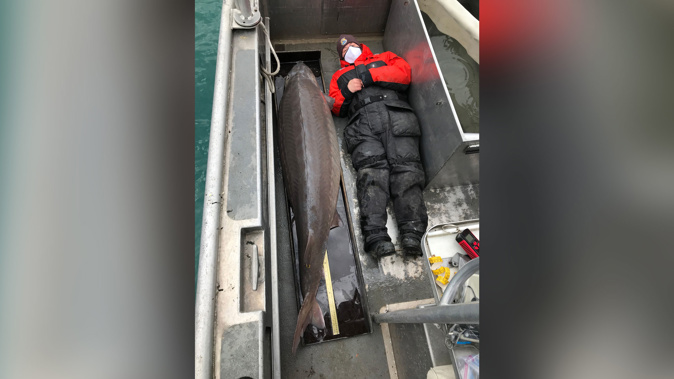 The fish, assumed to be female, was caught in the Detroit River. (Photo / CNN)