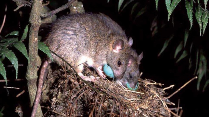The fight continues to eradicate predators - including rats - from our environment. (Photo / Supplied)
