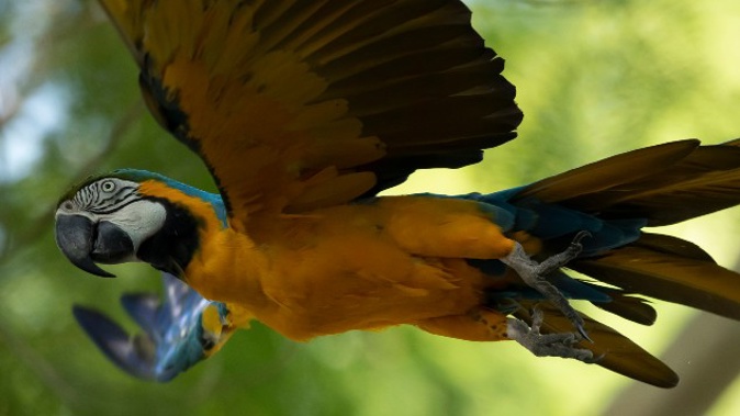 A blue-and-yellow macaw that zookeepers named Juliet flies outside the enclosure where macaws are kept at BioParque,