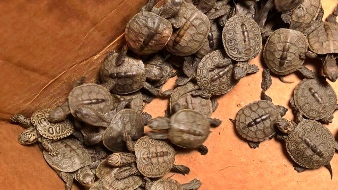 This photo, provided by Stockton University, shows some of the hundreds of diamondback terrapin hatchlings rescued from storm drains by volunteers in Ocean City, NJ.