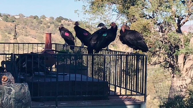 California condors rest on Cinda Mickols porch as a flock of the rare, endangered birds took over her deck over the weekend in Tehachapi, California. (Photo / AP)