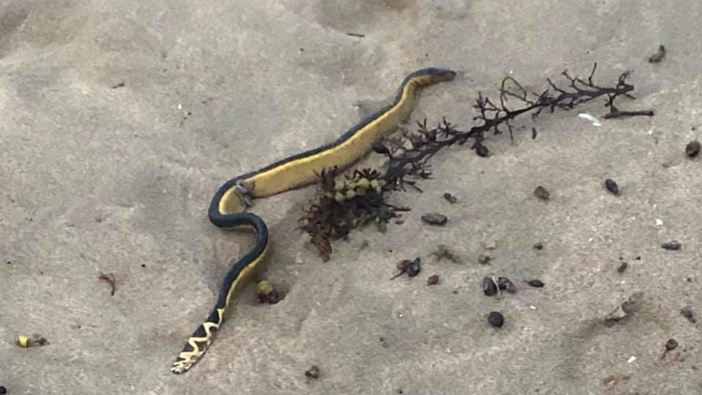 The deadly yellow-bellied sea snake that came ashore at Woolleys Bay on the Tutukaka Coast at the weekend. Photo / Facebook, Gareth Fielder
