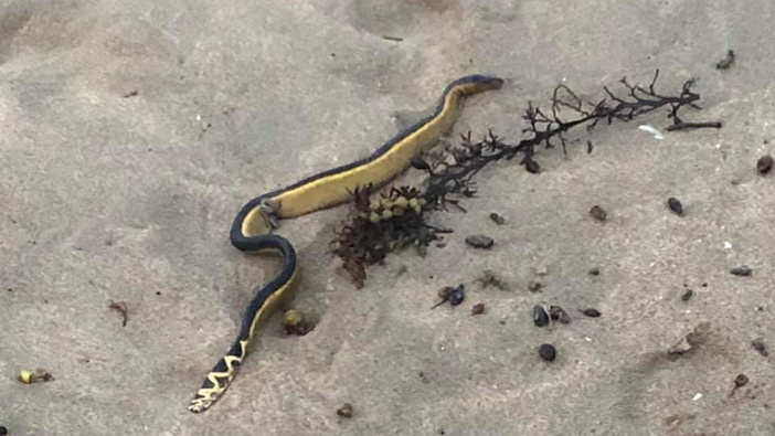 The deadly yellow-bellied sea snake that came ashore at Woolleys Bay on the Tutukaka Coast at the weekend. Photo / Facebook, Gareth Fielder