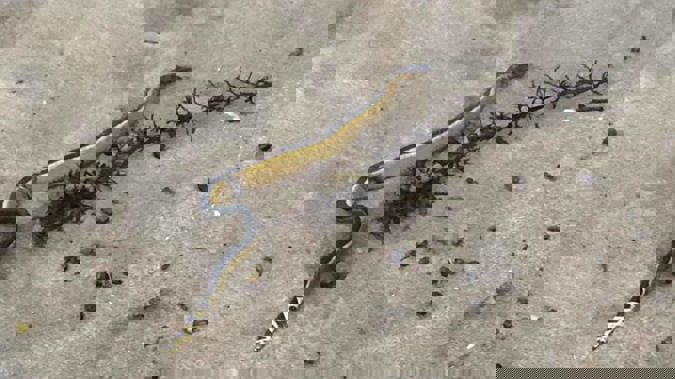More sea snakes have been discovered in New Zealand. (Photo / Facebook)
