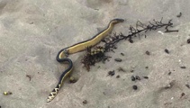 Third venomous sea snake turns up, this time on Manawatū coast