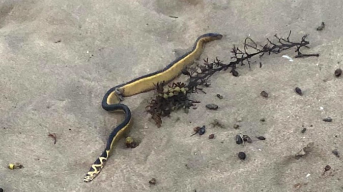 More sea snakes have been discovered in New Zealand. (Photo / Facebook)
