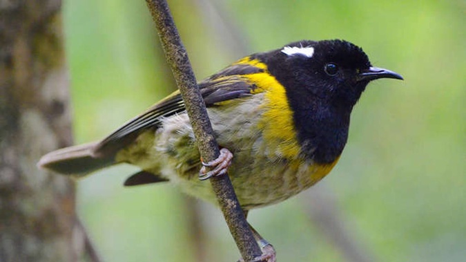 The hihi once frequented the entire North Island. Photo / File